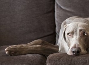 Hur man hindrar hanhundar från att kissa på möbler