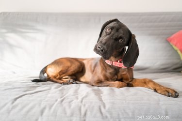Hur man hindrar hanhundar från att kissa på möbler