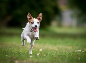 Een hyperoveractieve hond kalmeren