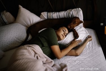 Hur man tränar en hund att sova med dig