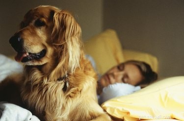 Как приучить собаку спать с вами