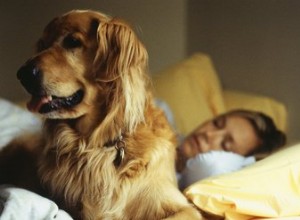Hur man tränar en hund att sova med dig