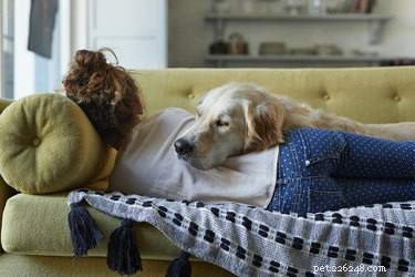 Jak vycvičit psa, aby s vámi spal