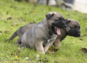 Comment préparer des recettes pour chiots