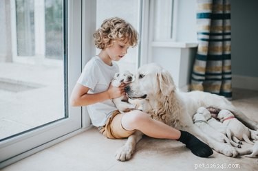 Как приучить собаку-мать кормить своих щенков