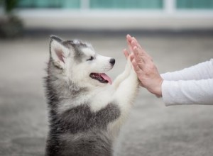 Hur man bryter en hund på 7 dagar