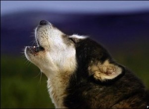 Como treinar seu cão a não latir