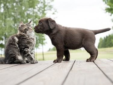고양이와 개가 공격하지 않고 서로 좋아하도록 훈련하는 방법