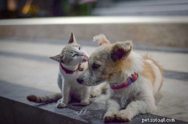 猫と犬を攻撃せずにお互いを好きになるように訓練する方法 