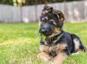 Een koppige hond trainen die niet zindelijk wordt