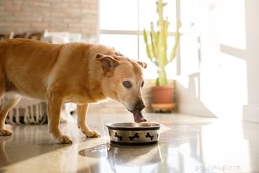 Como impedir que seu cachorro vire a tigela de água