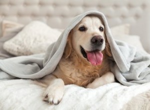 Como fazer um cachorro dormir em sua própria cama