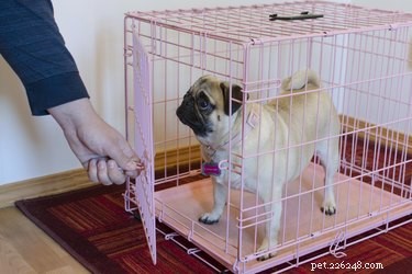 Come addestrare un cucciolo nella cassa