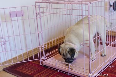 Comment dresser un chiot en cage