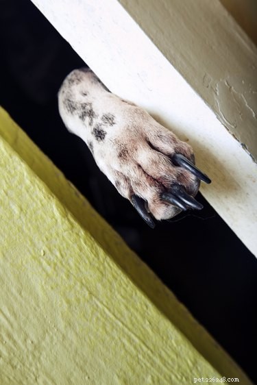 Jak zabránit tomu, aby se váš pes poškrábal u dveří