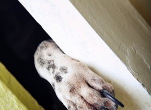 Como impedir que seu cachorro arranhe a porta