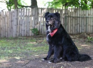 Hoe leer je je hond om een ​​belletje te rinkelen om uit te gaan