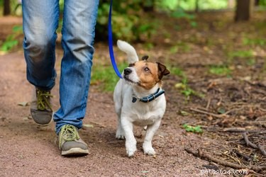 Comment apprendre à votre chien à marcher au pied en une journée