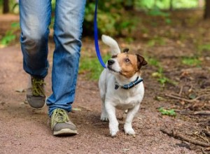 Como ensinar seu cão a andar de calcanhar em um dia