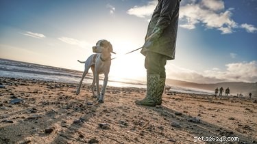 Как научить собаку ходить по пятам за один день