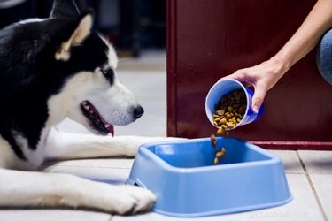 Jak přimět vybíravého psa k jídlu