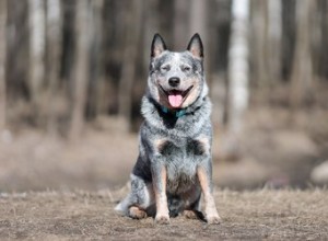 Een Blue Heeler-puppy trainen