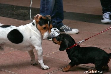 Come impedire a un cane di essere aggressivo verso gli altri cani