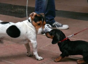 Hur man hindrar en hund från att vara aggressiv mot andra hundar