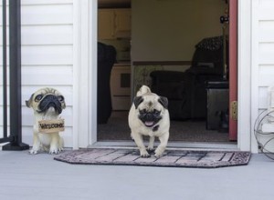 Comment dresser votre chien à venir lorsqu il est appelé