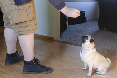 Hoe u uw hond traint om te komen wanneer hij wordt geroepen