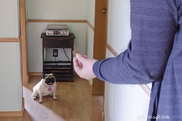 Jak vycvičit svého psa, aby přišel na zavolání
