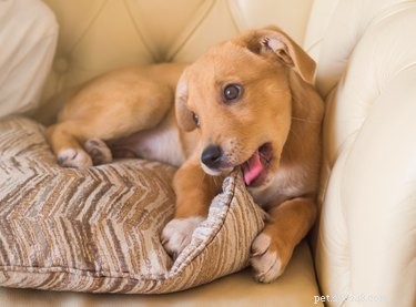 Hoe voorkom je dat een hond op meubels kauwt