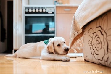 Comment empêcher un chien de mâcher des meubles