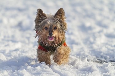 Comment savoir si un chien a froid ?