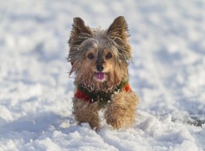 Come puoi sapere se un cane ha freddo?
