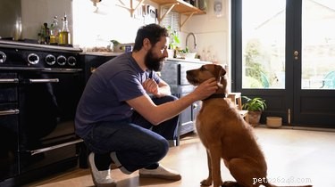 Могут ли собаки читать выражение лица человека?