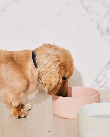 Le migliori ciotole per cani in ceramica del 2022