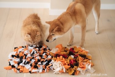 Лучшие нюхательные коврики для собак