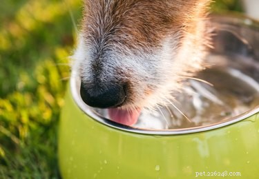 As melhores tigelas de água elevadas para cães