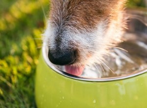 De beste waterbakken voor honden
