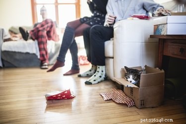 Hoe u gasten kunt vragen de grenzen van uw huisdier te respecteren tijdens de feestdagen