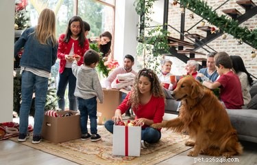 Hoe u gasten kunt vragen de grenzen van uw huisdier te respecteren tijdens de feestdagen