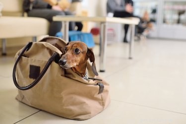 Nejlepší cestovní tašky pro psy