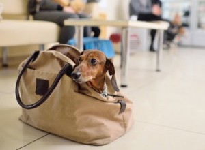 Nejlepší cestovní tašky pro psy