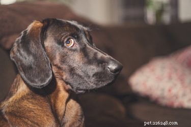 개는 우리가 사과할 때 이해합니까?