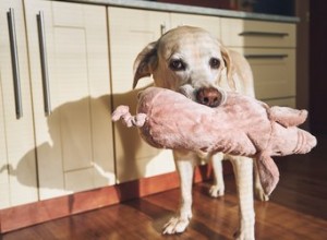 Os melhores brinquedos para cães de pelúcia em 2022 