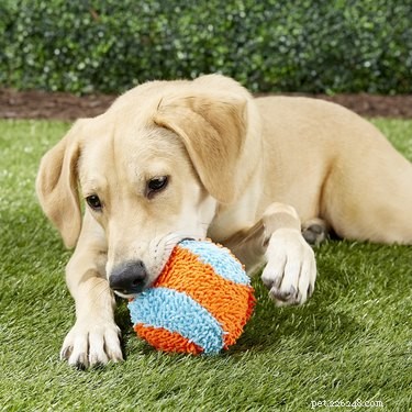 Les meilleurs jouets à rapporter pour chiens