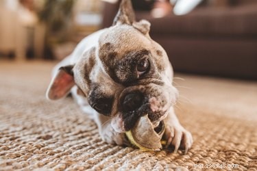 I giocattoli per cani più resistenti per masticatori pesanti
