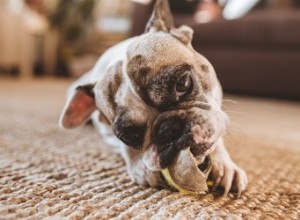 I giocattoli per cani più resistenti per masticatori pesanti
