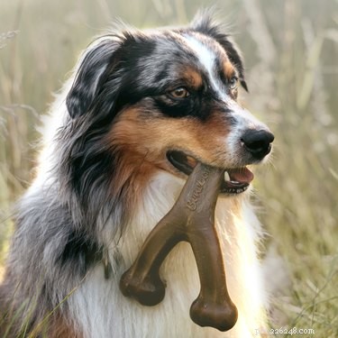 重い咀嚼者のための最も耐久性のある犬のおもちゃ 
